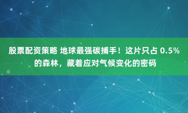 股票配资策略 地球最强碳捕手！这片只占 0.5% 的森林，藏着应对气候变化的密码