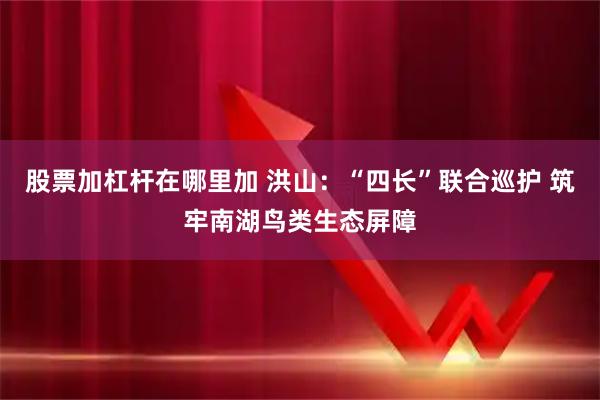 股票加杠杆在哪里加 洪山：“四长”联合巡护 筑牢南湖鸟类生态屏障